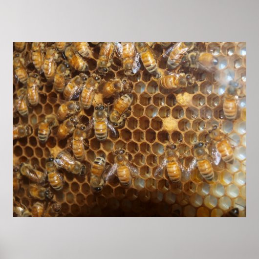 Bienenstock Poster (Vorne)