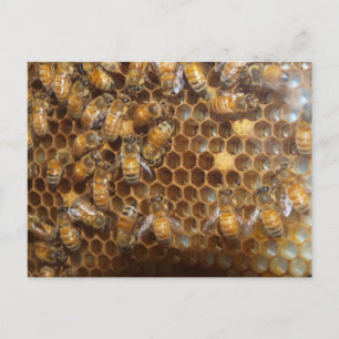 Bienenstock Postkarte