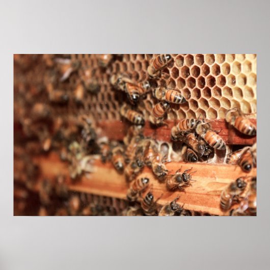 Bienenstockposter Poster (Vorne)