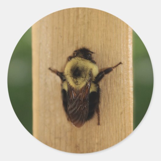 Bienenzilla Runder Aufkleber (Vorderseite)