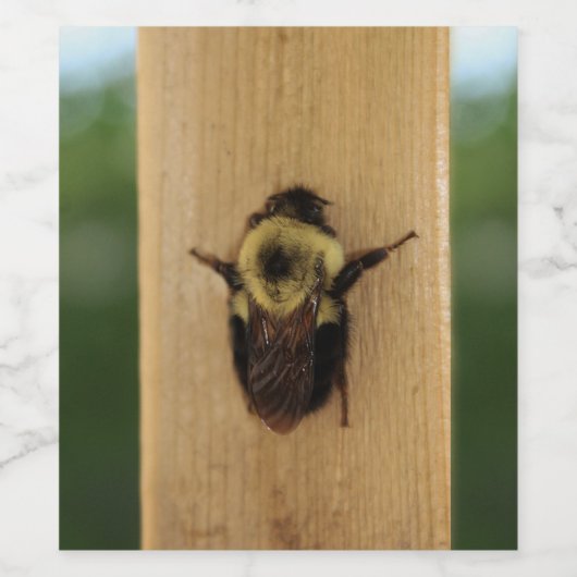 Bienenzilla Weinetikett (Einzelnes Label)