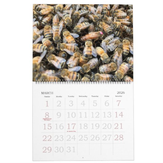 Bienenzucht 2025-2026 Kalender (Mär 2026)