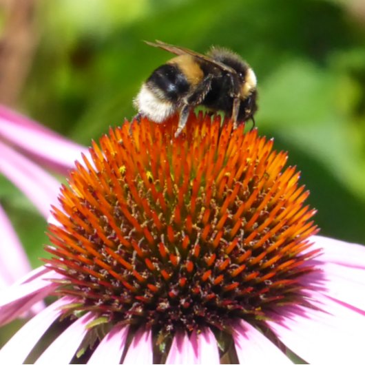 BIES FLASCHENÖFFNER
