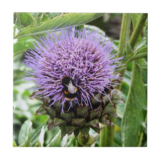 BIES FLIESE (Vorderseite)