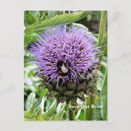 BIES POSTKARTE (Vorderseite)