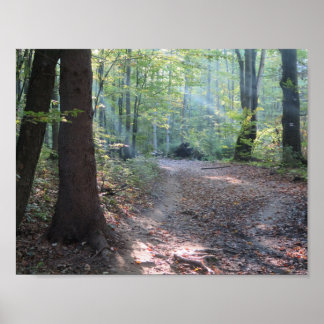 Bieszczady-Waldlicht Poster