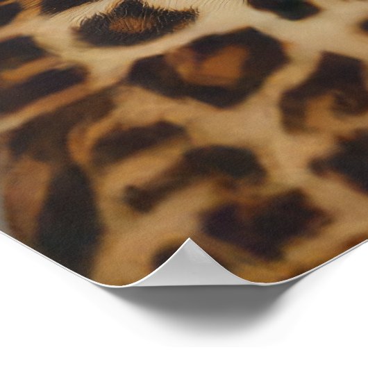 Bieter Embrace mit Leopard Poster (Ecke)