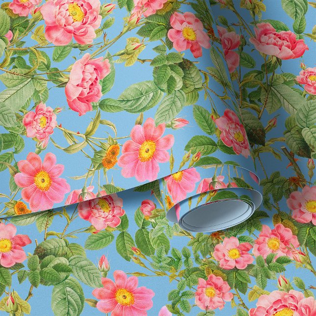 Bietet Gartengarten-Rose auf himmelblauem Hintergr Tapete (Von Creator hochgeladen)