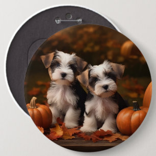 Biewer Terrier Welpe Herbstfreude Kürbis Button
