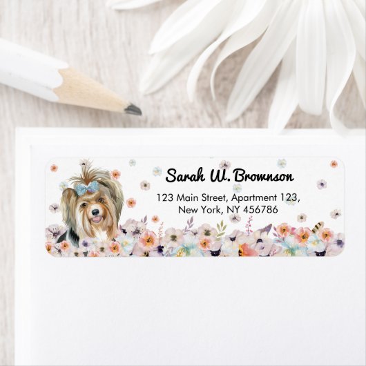 Biewer Terrier Yorkshire Silky (Insitu)