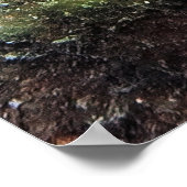 Big and Small Lizardfish Poster (Ecke)