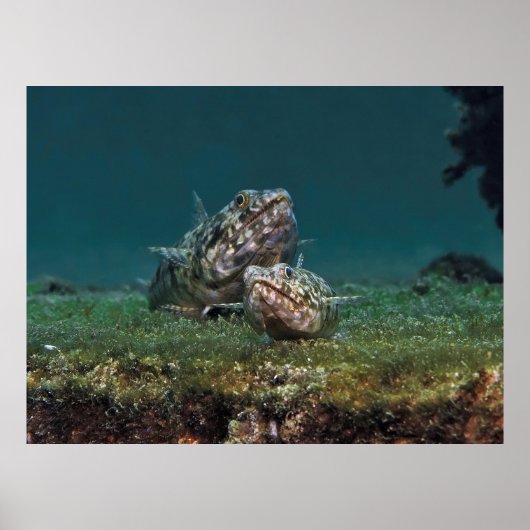 Big and Small Lizardfish Poster (Vorne)