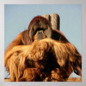 Big Ape Poster (Vorne)