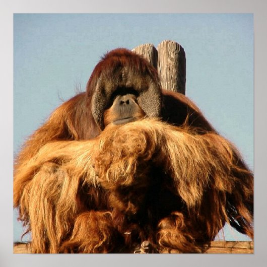 Big Ape Poster (Vorne)