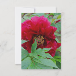 Big Bashful Burgundy Mitteilungskarte