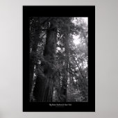 Big Basin Redwoods State Park Poster (Vorne)