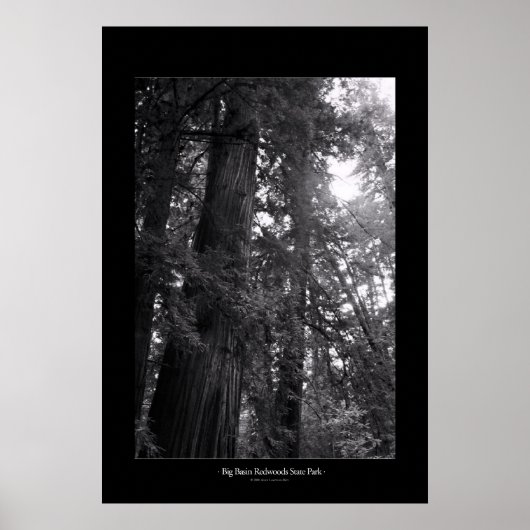 Big Basin Redwoods State Park Poster (Vorne)