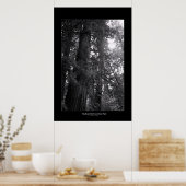 Big Basin Redwoods State Park Poster (Küche)