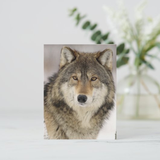 Big Beautiful Grey Wolf in freier Wildbahn Postkarte (Stehend Vorderseite)