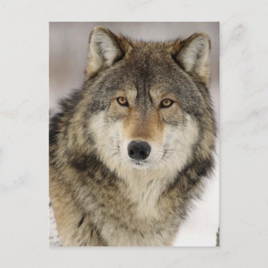 Big Beautiful Grey Wolf in freier Wildbahn Postkarte (Vorderseite)