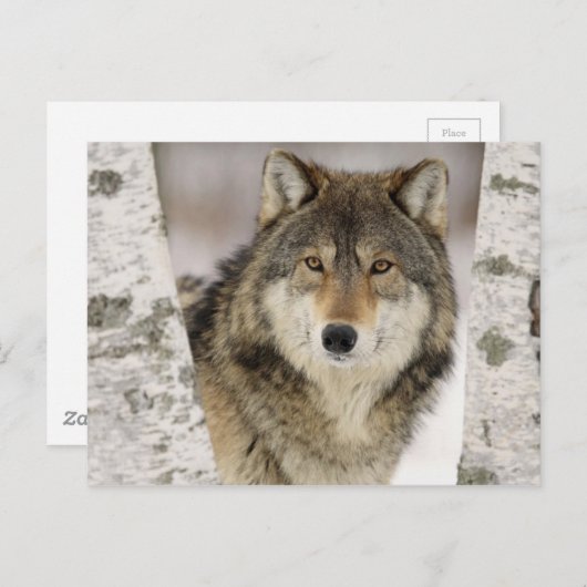 Big Beautiful Grey Wolf in freier Wildbahn Postkarte (Vorne/Hinten)