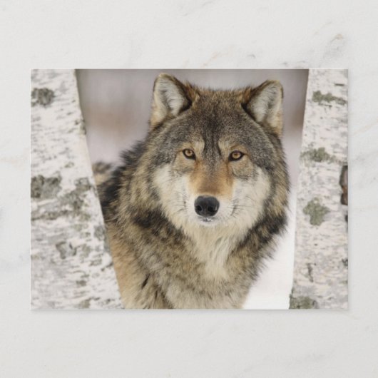 Big Beautiful Grey Wolf in freier Wildbahn Postkarte (Vorderseite)