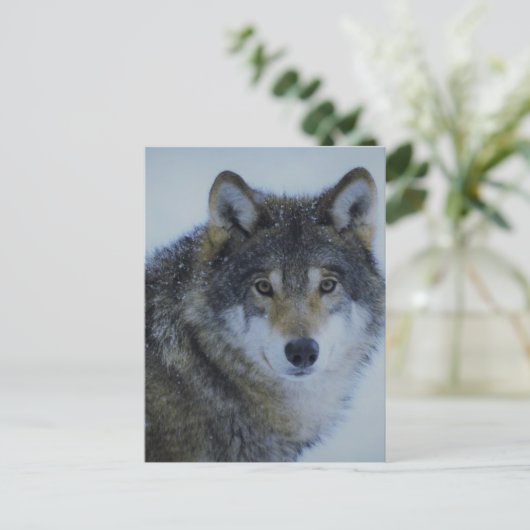 Big Beautiful Grey Wolf in freier Wildbahn Postkarte (Stehend Vorderseite)