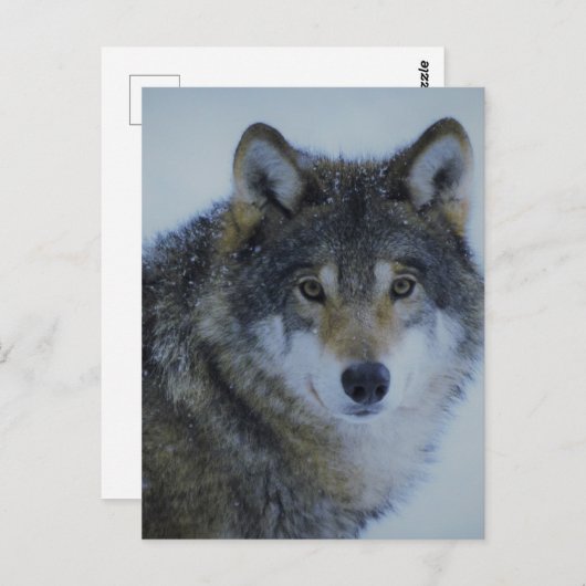 Big Beautiful Grey Wolf in freier Wildbahn Postkarte (Vorne/Hinten)
