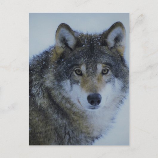 Big Beautiful Grey Wolf in freier Wildbahn Postkarte (Vorderseite)