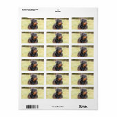 Big Beautiful Rottweiler Adressaufkleber (Vorne)