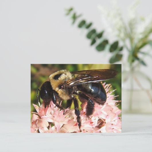 Big Bee 93 ~ Postkarte (Stehend Vorderseite)