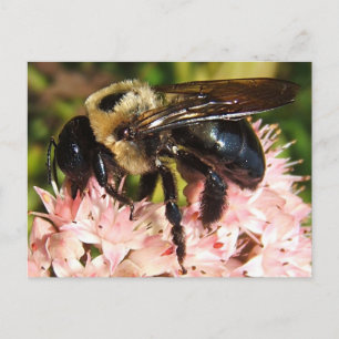 Big Bee 93 ~ Postkarte