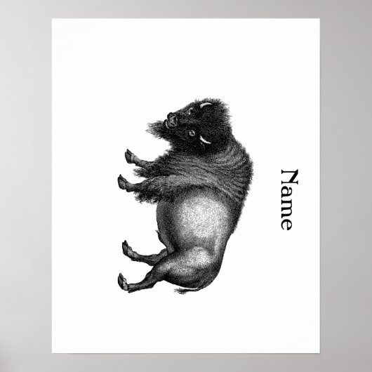 Big Bison Buffalo Thunder_Cove Poster (Vorne)