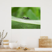 Big Black Ant Poster (Küche)
