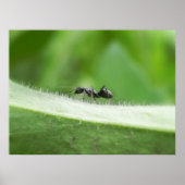 Big Black Ant Poster (Vorne)