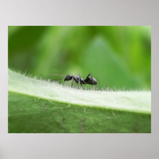 Big Black Ant Poster (Vorne)