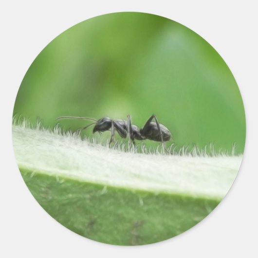 Big Black Ant Runder Aufkleber (Vorderseite)