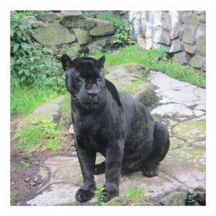 Big Black Jaguar Cat auf Rock Fotodruck