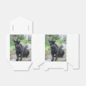 Big Black Jaguar Cat auf Rock Geschenkschachtel (Ungefaltet)