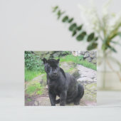 Big Black Jaguar Cat on Sitting on Rock Postkarte (Stehend Vorderseite)