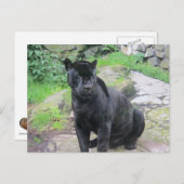 Big Black Jaguar Cat on Sitting on Rock Postkarte (Vorne/Hinten)