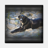 Big Black Pitbull Labrador Cross Magnet (Vorne)