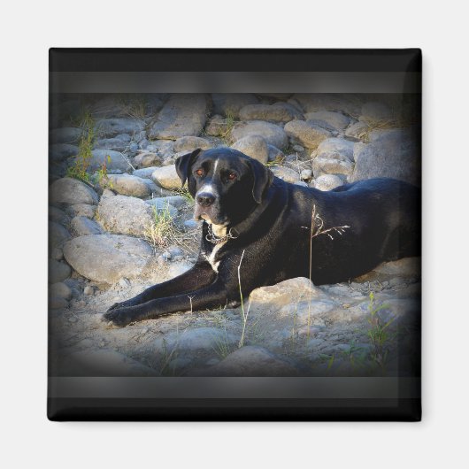 Big Black Pitbull Labrador Cross Magnet (Vorne)