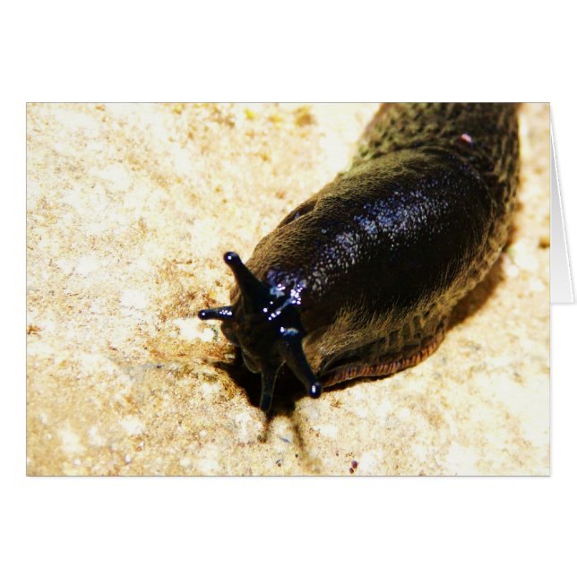 Big Black Slug (Vorderseite (Horizontal))