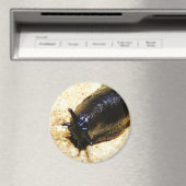 Big Black Slug Magnet (In Situ (Geschirrspüler))
