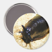 Big Black Slug Magnet (Vorderseite/Rückseite)