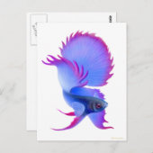 Big Blue Betta Fish Postkarte (Vorne/Hinten)