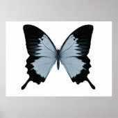 Big Blue & Black Butterfly Poster (Vorne)