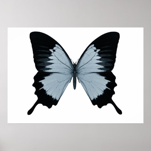 Big Blue & Black Butterfly Poster (Vorne)