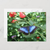 Big Blue Butterfly 2 Postkarte (Vorne/Hinten)